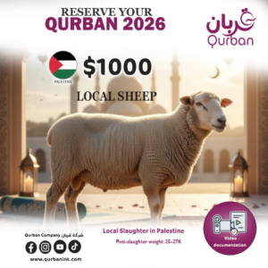 Local sheep in Palestine