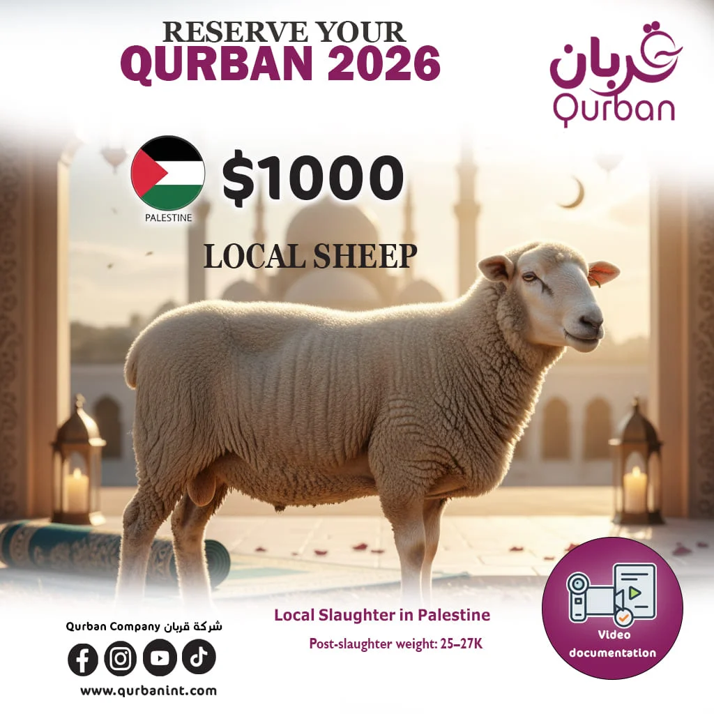 Local sheep in Palestine