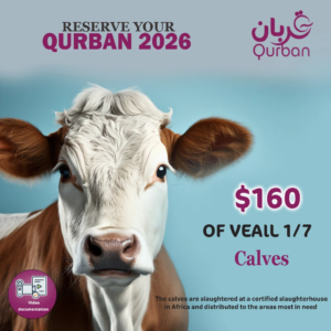 Qurban 1-7 Calves