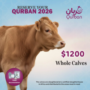 Qurban Whole Calves